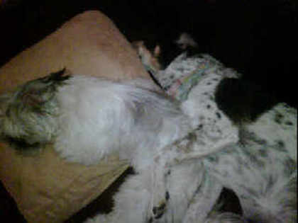 Look at my puppies cuddling!