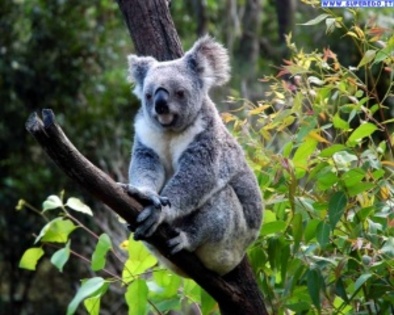 koala_4