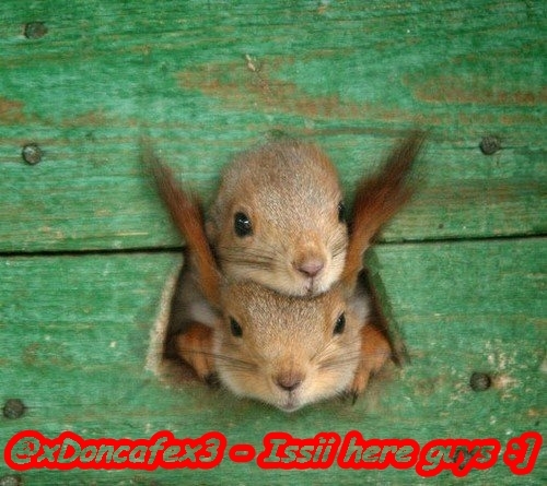 My squirrels xSomeone and PandaloveyouForever - xx --Be my squirrel-ILS-- x