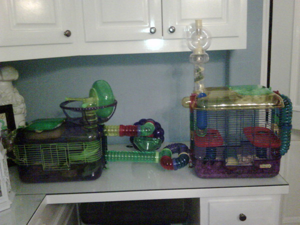 All done being put together. He loves his new rodent mansion