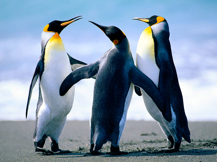 Penguins - Cool photos