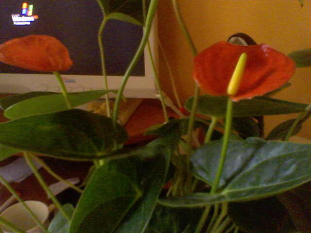 anthurium red - my flowers