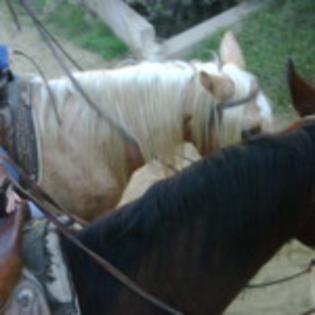 I love my horses - PICssssss