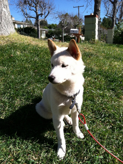 Layin out on the lawn with my little pup Jackson soakin up some sun!