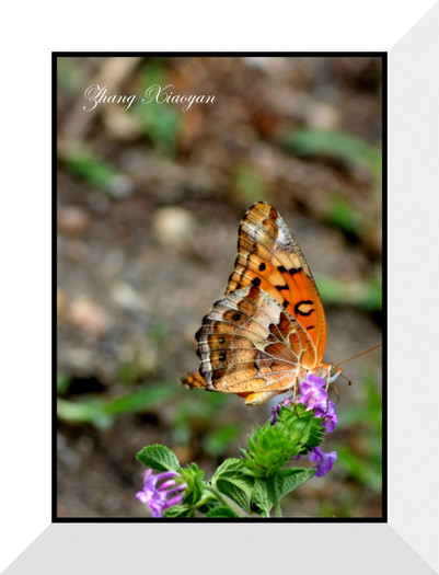 DSC_9547 - Butterfly2