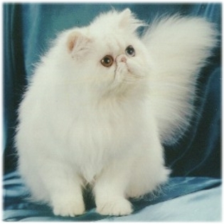 persian_cat_white[1] - Cats and Dogs