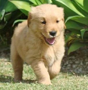 labrador-and-golden-retriever-puppies-for-sale-r-1500--4c76397c85ab8fda05e1ae606