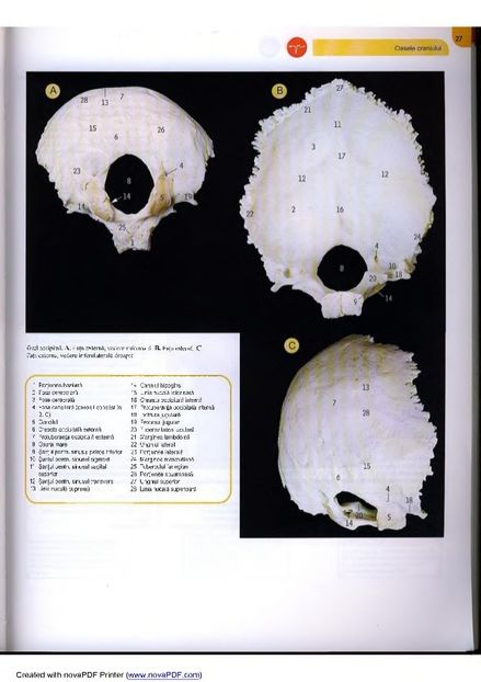 atlas-de-anatomie-31-638 - Osul temporal