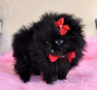 super-adorable-akc-tiny-teacup-pomeranian-puppies-for-adoption--4fe57a418588611c8025 - Copy - Dog Lover
