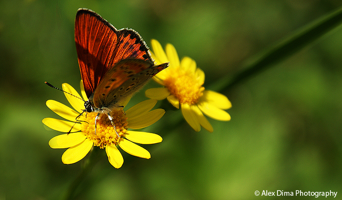 ^_^ BuTTerfliesSs ^_^