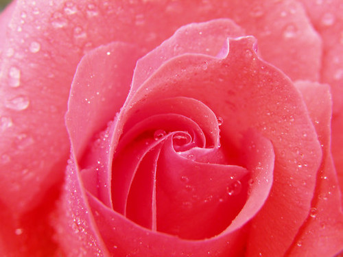 flower,photo,pink,roses-17d579a70877c7a38473860ead526c2e_h - x_Pics that I love_x