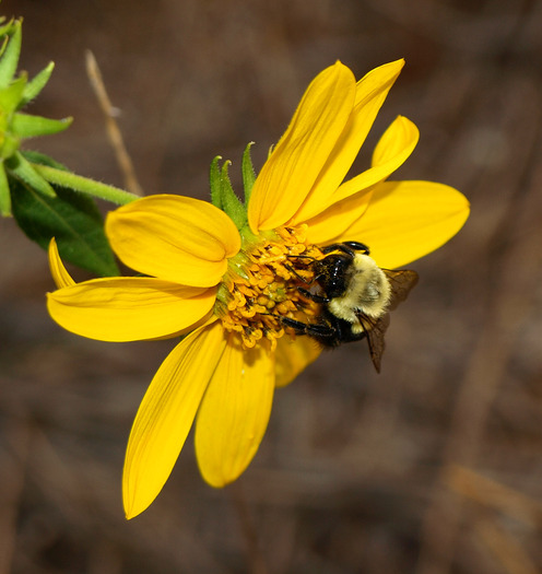 bee flower-28