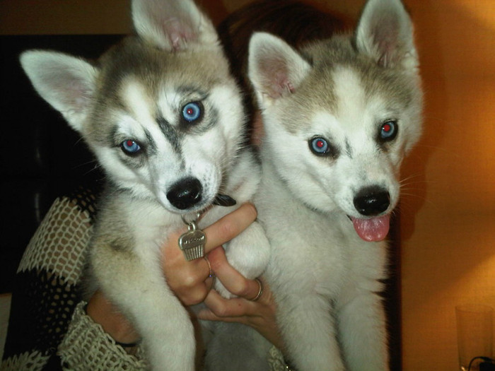 THE MOST CUTEST TWINS - my doggies