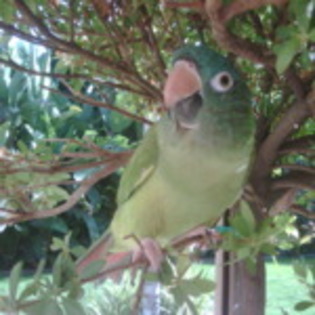 my parrot - Some proofs 4u