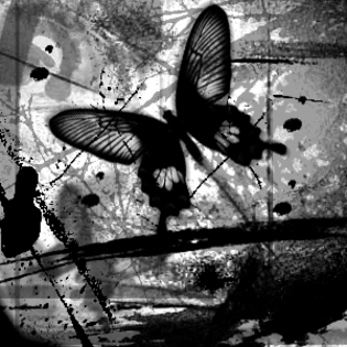 black_and_white_butterfly_by_m3ntalysan3 - Just some pictures