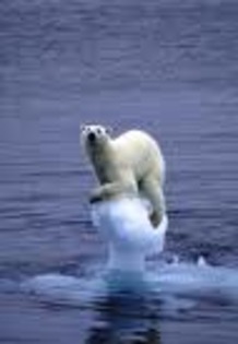 global warming; It's for the poler bears.. SAVE THE PLANET
