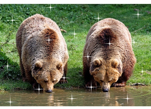 poze-ursi-bruni-coca-cola