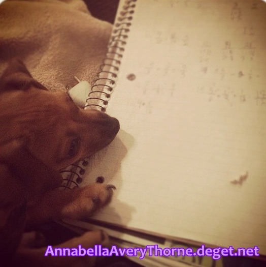 my dog & my homework.