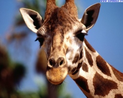 giraffe_9