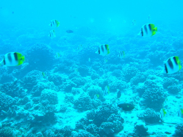 Swimmin with pretty Butterfly Fishies - Scuba