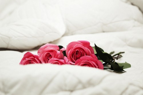 _______________________________________ - x-- I Love Roses --x
