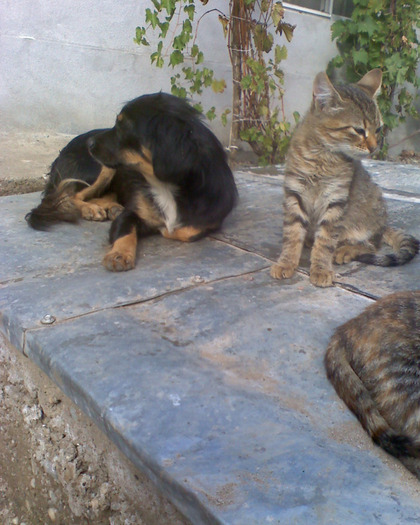 moto_1305 - cat and dog