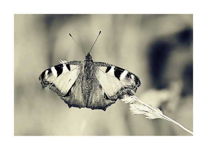 mono_butterfly_by_nigrita-d2xg4mt - x Artistic Photos x