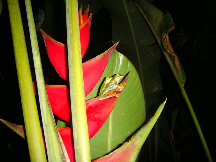 Red-eyed Tree Frog - Costa Rica