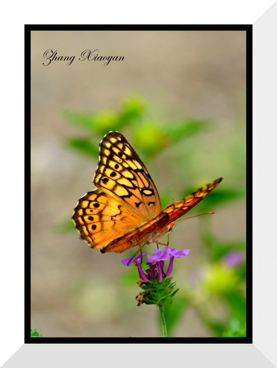 DSC_9392 - Butterfly2