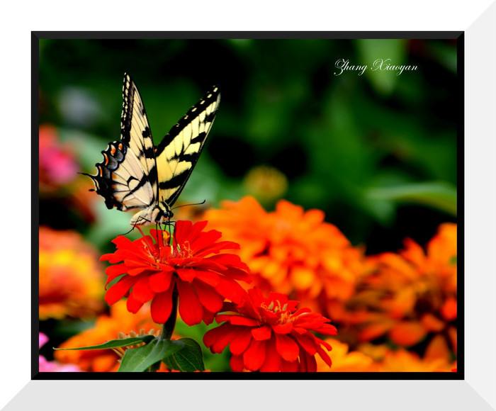 DSC_9188 - Butterfly