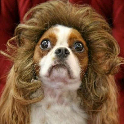 funny-dog-picture-funny-dog-toupee-ever[1]