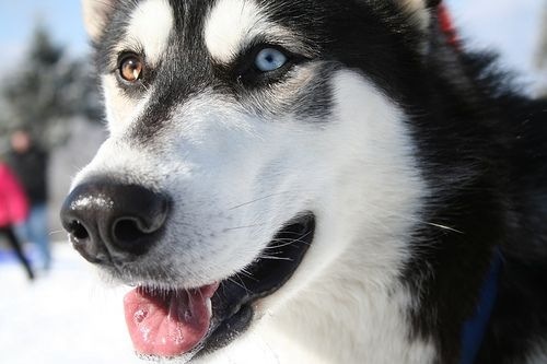 husky