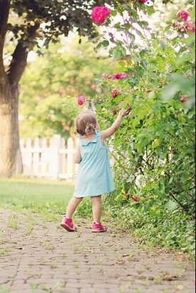 Pink Flowers