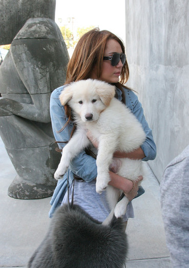  - Miley Cyrus Shops with Her New Puppy