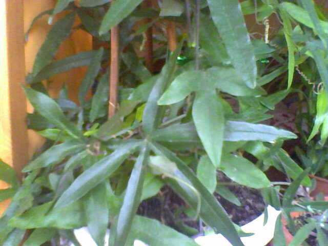 passiflora - my flowers