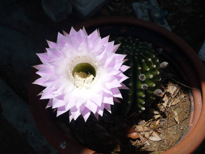 P1010394; San Diego Cactus # 3
