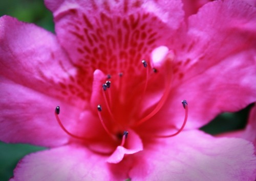 flower,photo,photography,pink-66b189ca10a2a77a1dbc5269627b18ea_h - x_Pics that I love_x