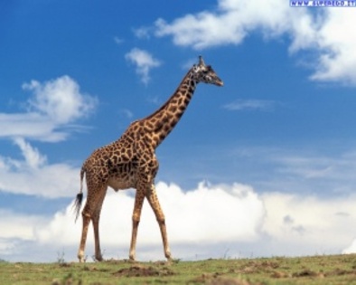 giraffe_8