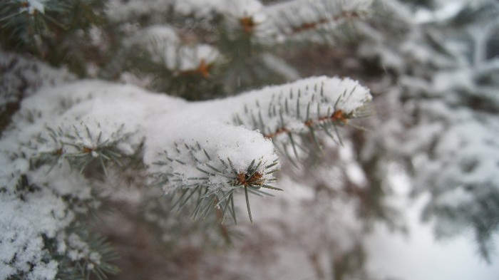 Winter 2012 (7)