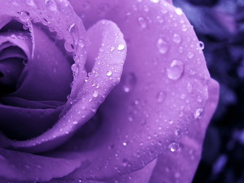 purple roze