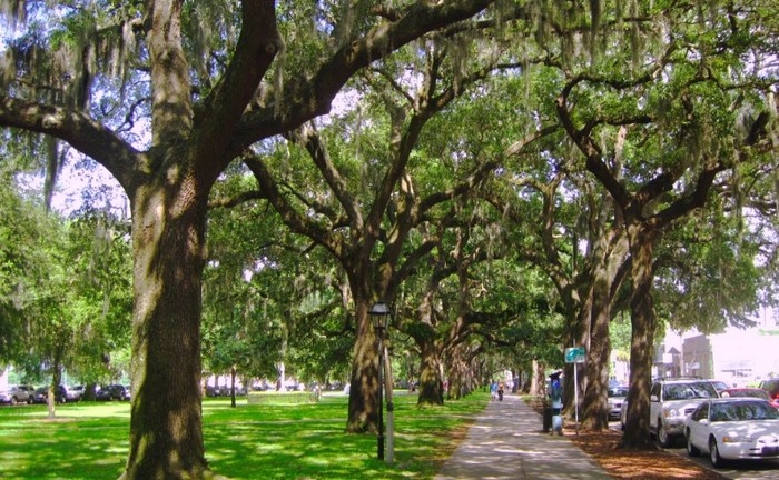 Oaks dripping with Spanish moss are all over Savannah.