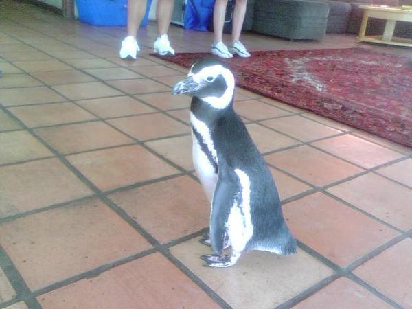 Hangin' out with a penguin in the San An airport!