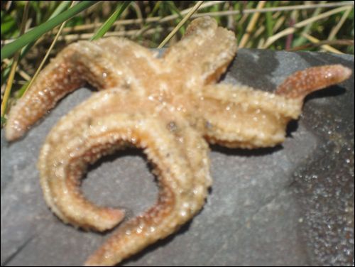hello mr cute squishy dead starfish