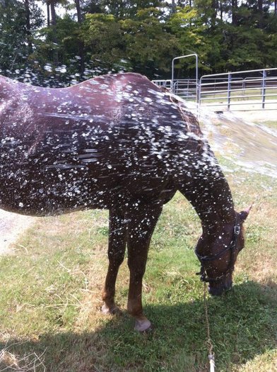 my dad is crazy!! owhh poor lil horse