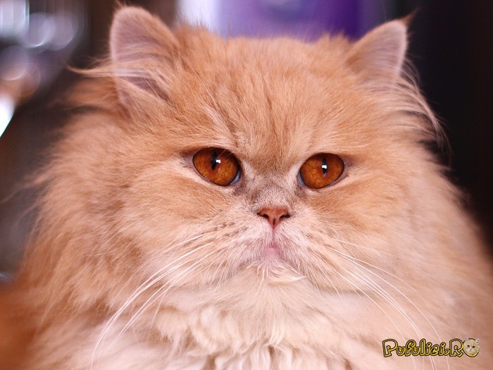 poze-cu-pisici-persane-082910154810 - Cats