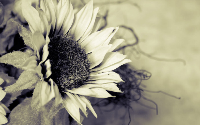 plastic_sunflower_by_man_of_faith