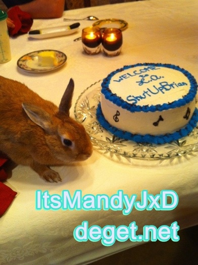 Bunny w the cake my mom made for @ShutUpBrian lol - Proofs 001