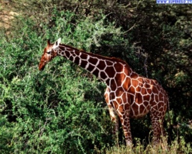 giraffe_13