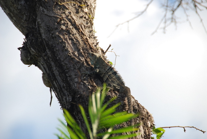 Iguana on the tree; Iguana on the tree (good camouflage)
