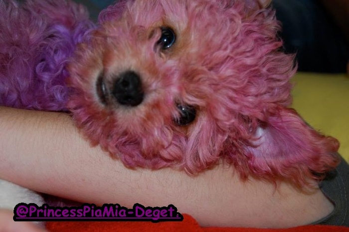 `Purplee Puppyy (6)
